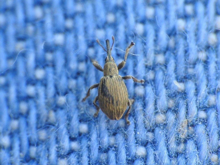 Trichopterapion holosericeum - gyertyánmag-cickányormányos Trichopterapion holosericeum - gyertyánmag-cickányormányos