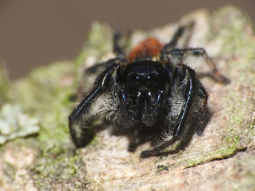 Carrhotus xanthogramma - rozsdás ugrópók