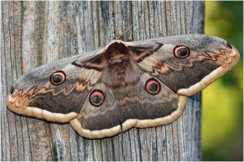 Saturnia pyri - nagy pávaszem