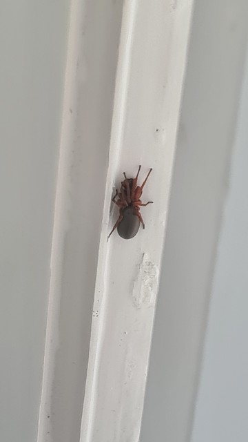 Dysdera