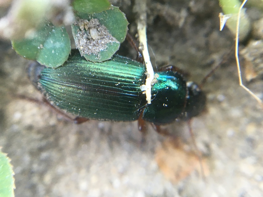 Harpalus affinis - szőrösszárnyú lomhafutó