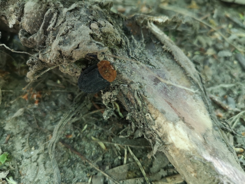 Oiceoptoma thoracicum - vörösnyakú dögbogár