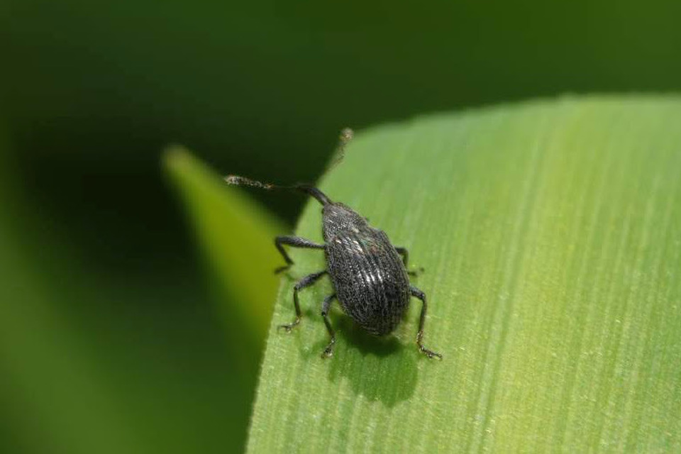 Anthonomus rubi - szamóca-bimbólikasztó