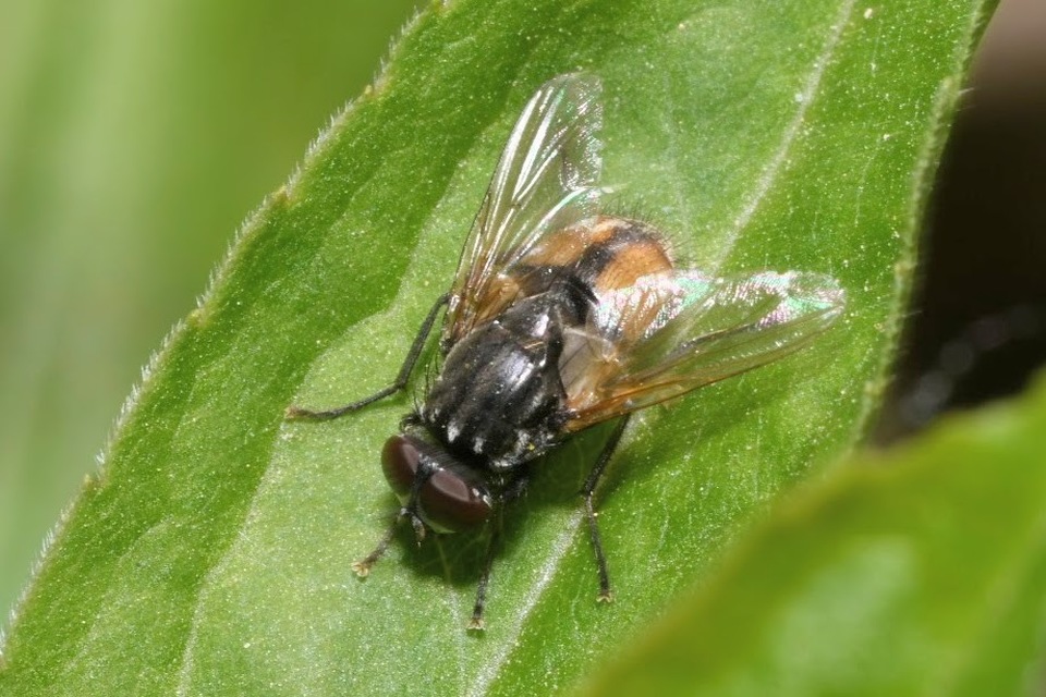 Musca autumnalis - tanyai légy