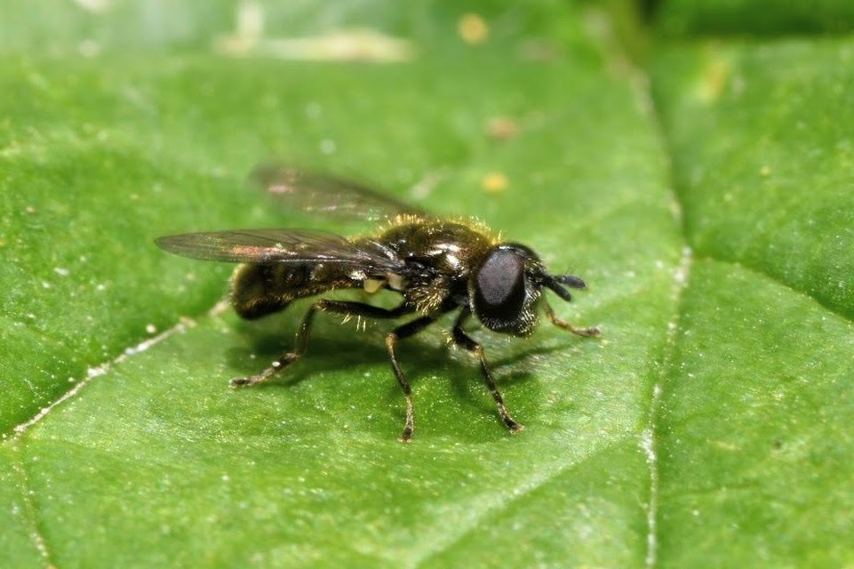 Cheilosia