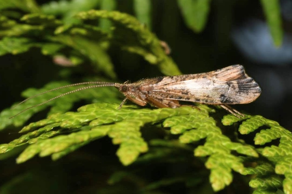 Glyphotaelius pellucidus