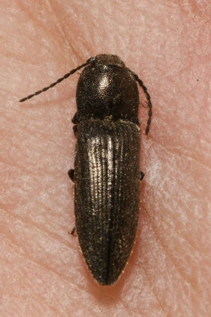 Cidnopus pilosus - szőrös pattanó