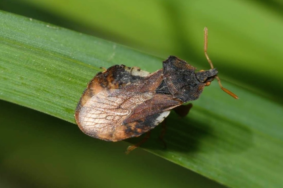 Phymata crassipes - fogólábú poloska