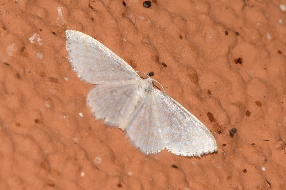 Asthena albulata - gyertyán-fehéraraszoló