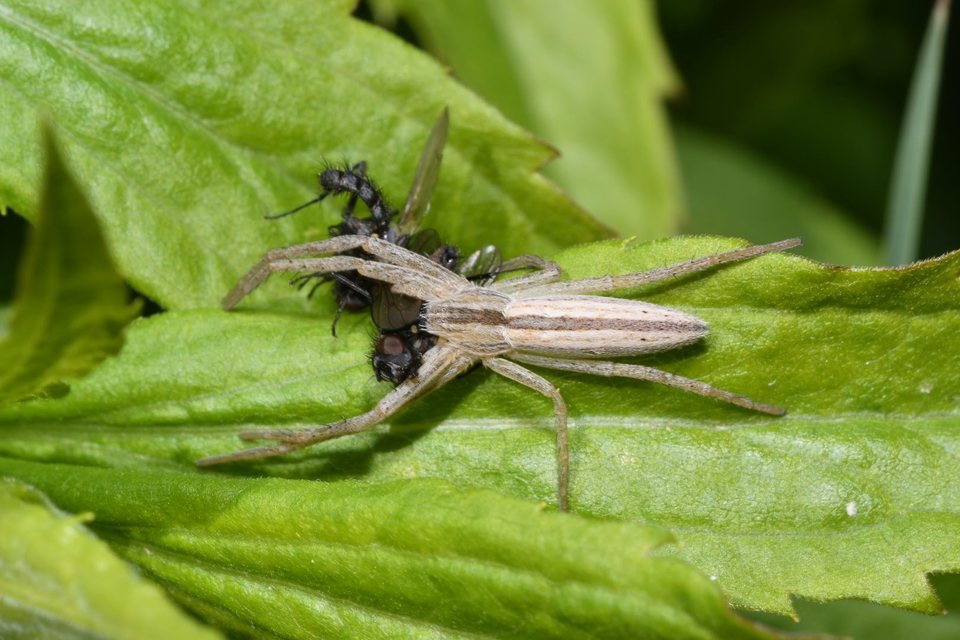 Tibellus