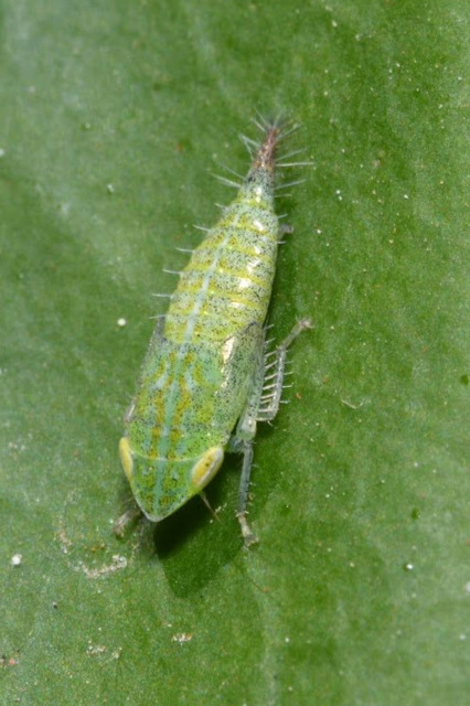 Fieberiella florii