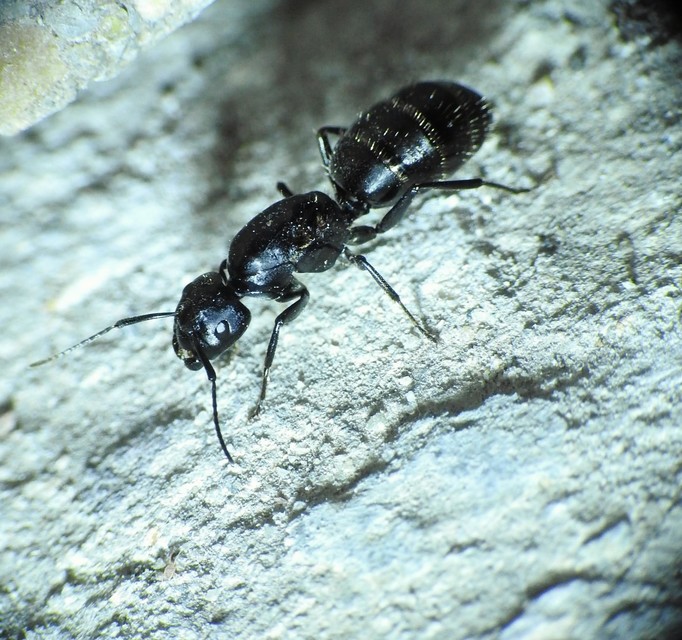 Camponotus vagus - fekete lóhangya