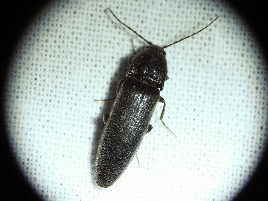 Elateridae - pattanóbogárfélék