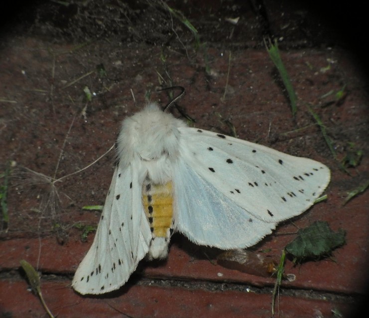 Spilosoma lubricipedum - tejszínű medvelepke