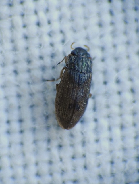 Helophoridae - vésettcsiborfélék