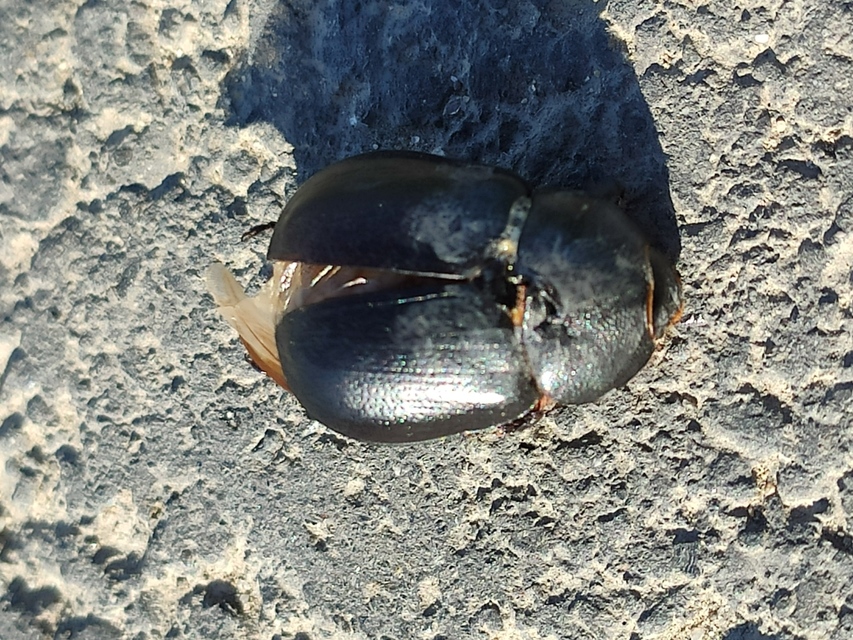 Pentodon idiota - butabogár