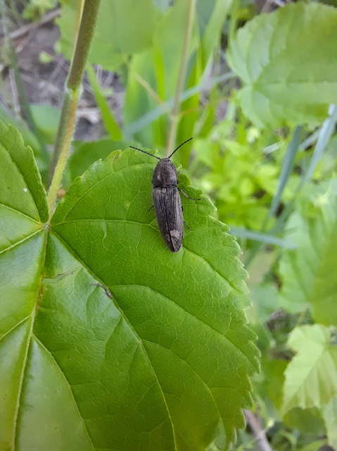 Elateridae - pattanóbogárfélék Elateridae - pattanóbogárfélék