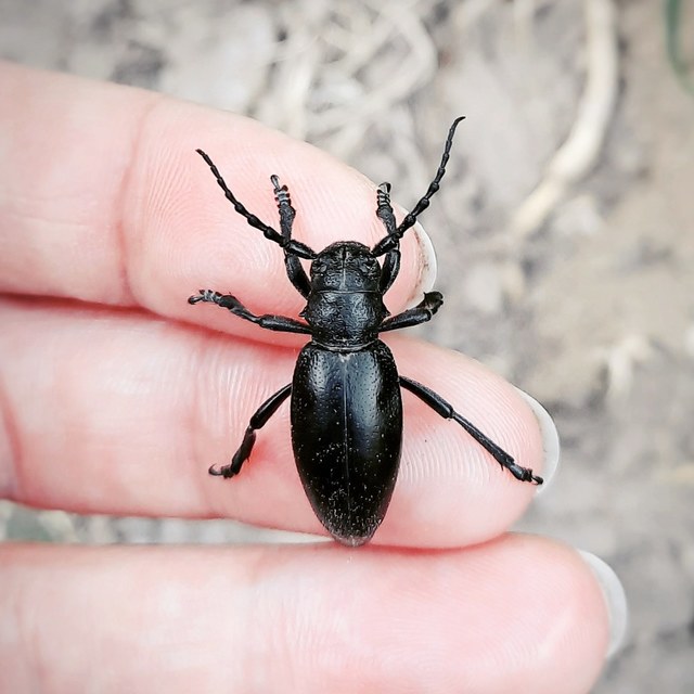 Dorcadion aethiops - fekete gyalogcincér Dorcadion aethiops - fekete gyalogcincér