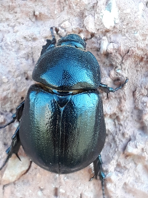 Pentodon idiota - butabogár
