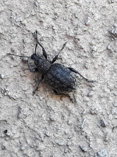 Otiorhynchus ligustici - vincellér-gyalogormányos
