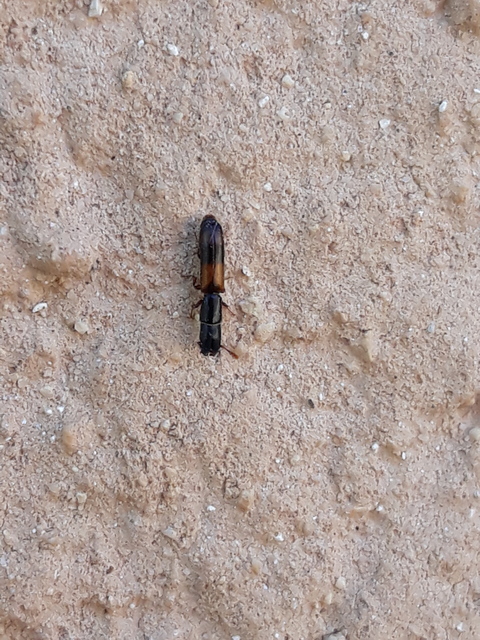 Nemozoma elongatum - karcsú korongbogár