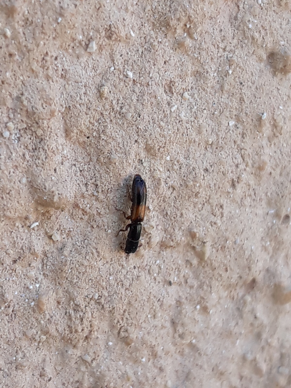 Nemozoma elongatum - karcsú korongbogár