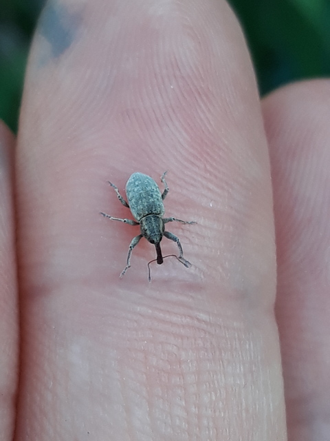 Icaris sparganii - szélesbékabuzogány-ormányos