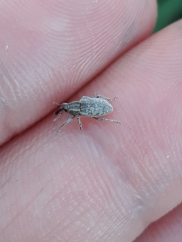 Icaris sparganii - szélesbékabuzogány-ormányos