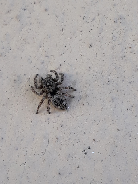 Attulus