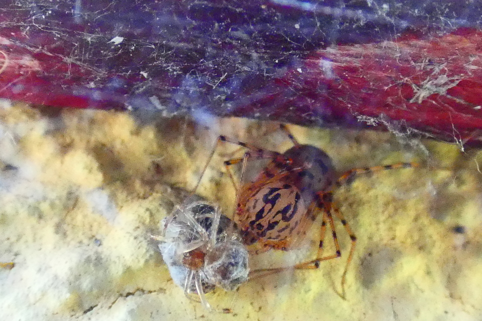 Scytodidae - csupaszpókok