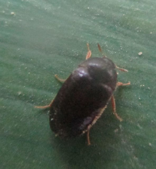 Attagenus