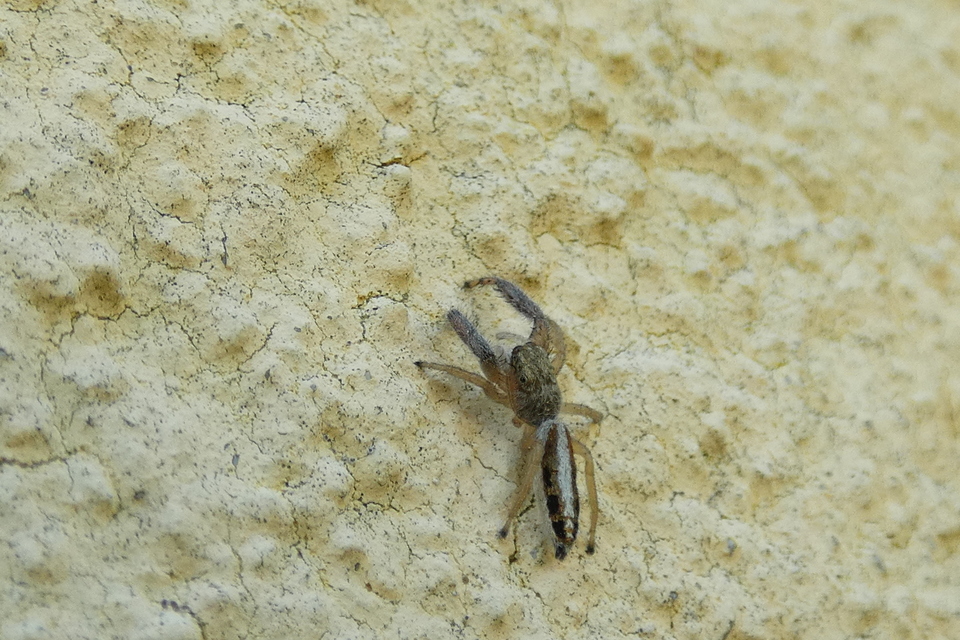 Mendoza canestrinii - mediterrán nádiugrópók