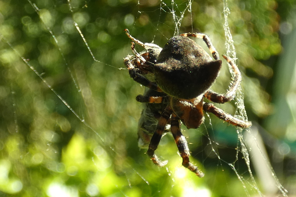 Araneus circe/angulatus