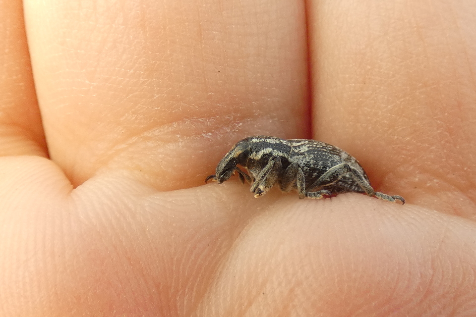 Pseudocleonus cinereus - hamvas barkó