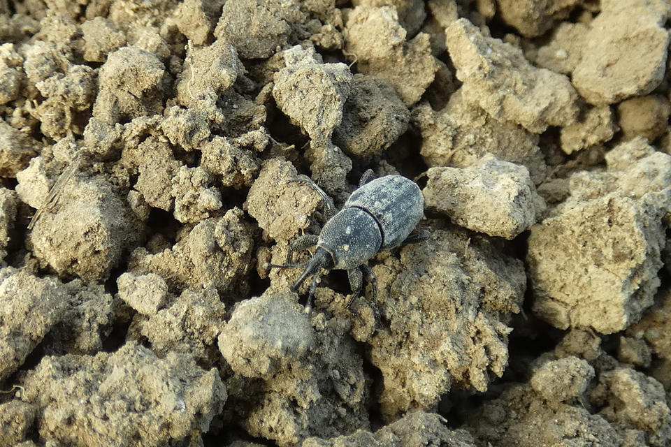Sphenophorus striatopunctatus - mezei zsuzsok