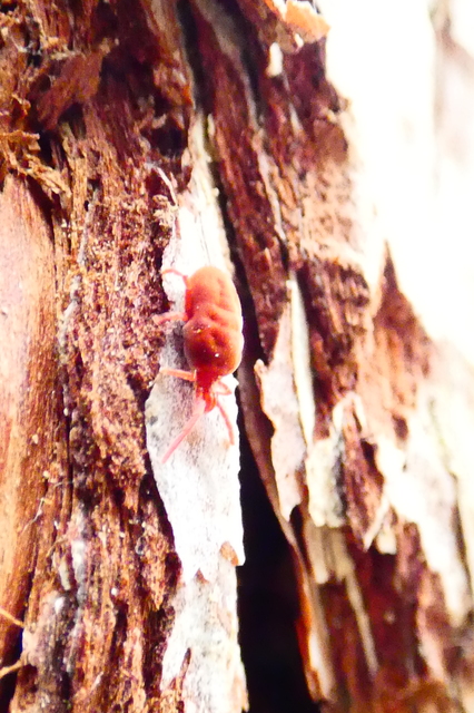 Allothrombium