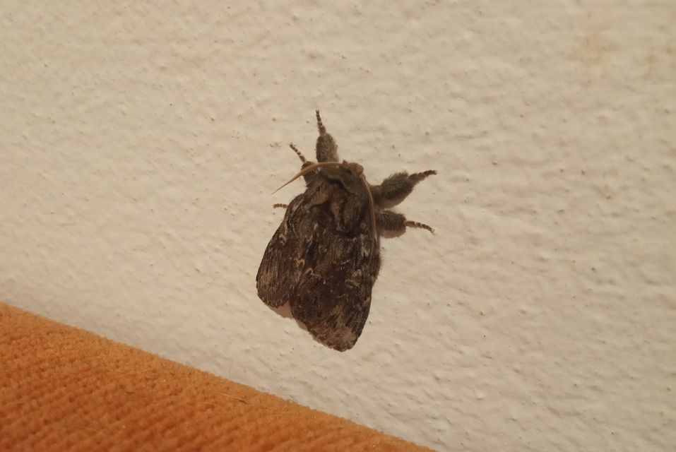 Peridea anceps - füstös púposszövő