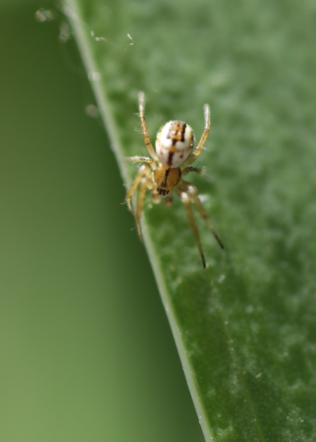 Mangora acalypha - réti keresztespók