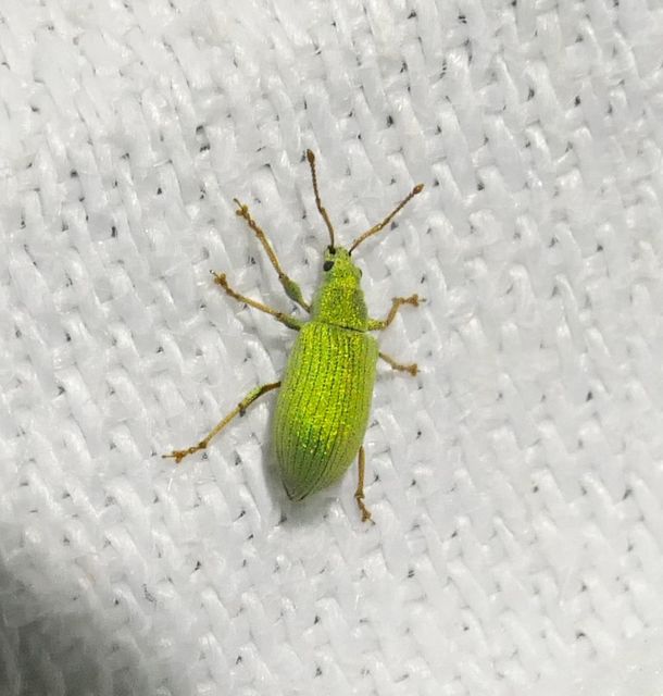 Phyllobius virideaeris - halványzöld levélormányos