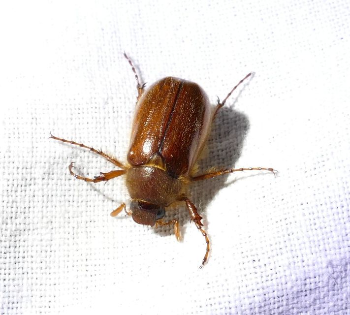 Holochelus vernus - tavaszi cserebogár