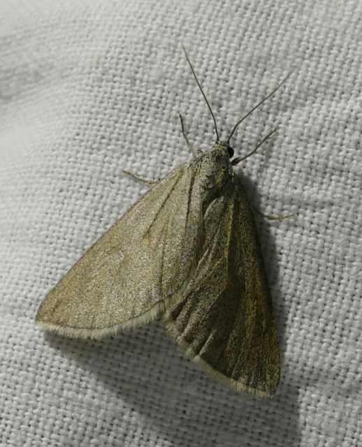 Lithostege griseata - szürke araszoló