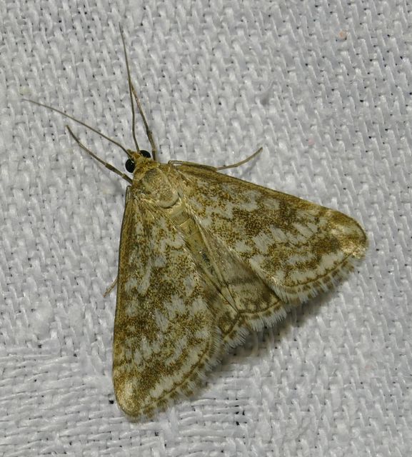 Evergestis frumentalis - tavaszi dudvamoly