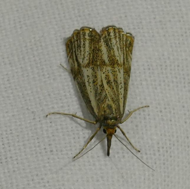 Thisanotia chrysonuchella - tavaszi fűgyökérmoly