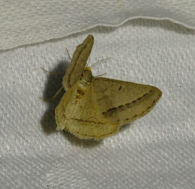 Tephrina arenacearia - lucerna-araszoló