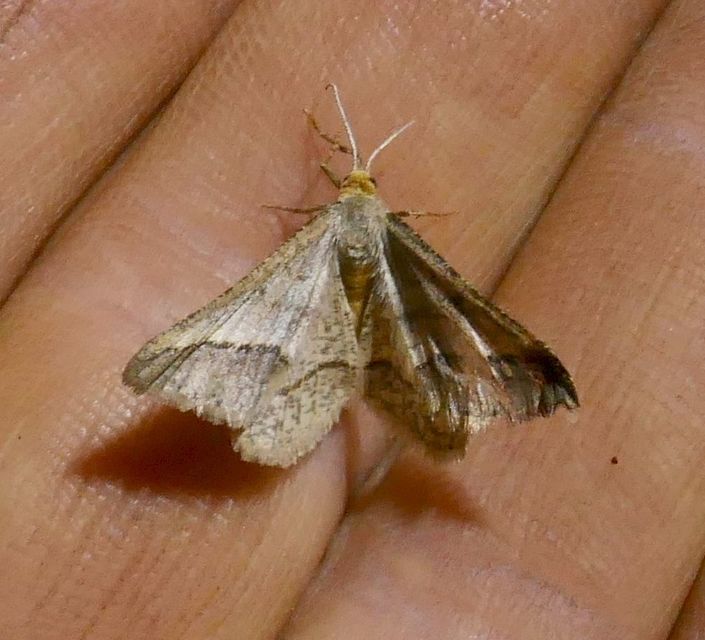 Tephrina arenacearia - lucerna-araszoló