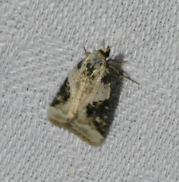 Pseudeustrotia candidula - fehéres apróbagoly