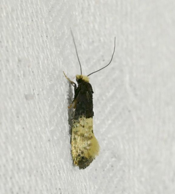 Trichophaga tapetzella - takácsmoly