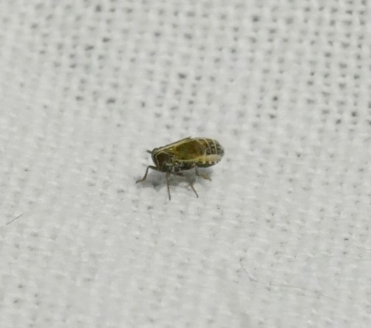 Delphacidae - sarkantyús kabócák