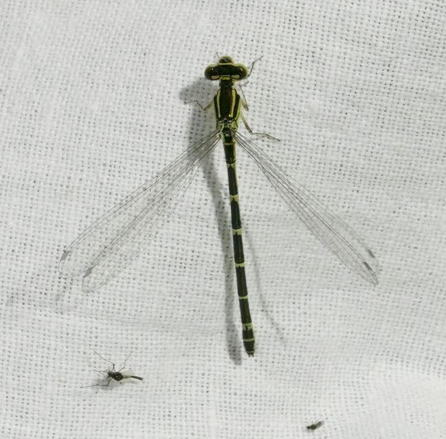 Coenagrion scitulum - mediterrán légivadász