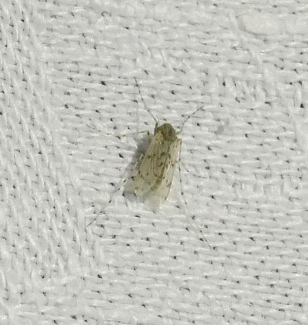 Tanypodinae